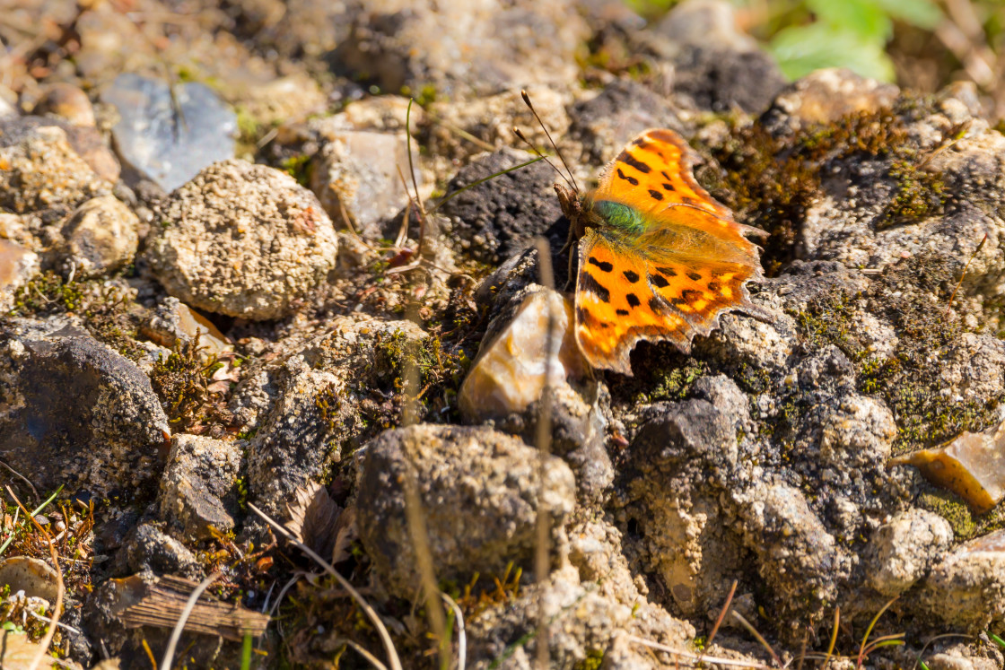 "Comma Butterfly" by Gordon England - $12.70 "Comma Butterfly" stock image