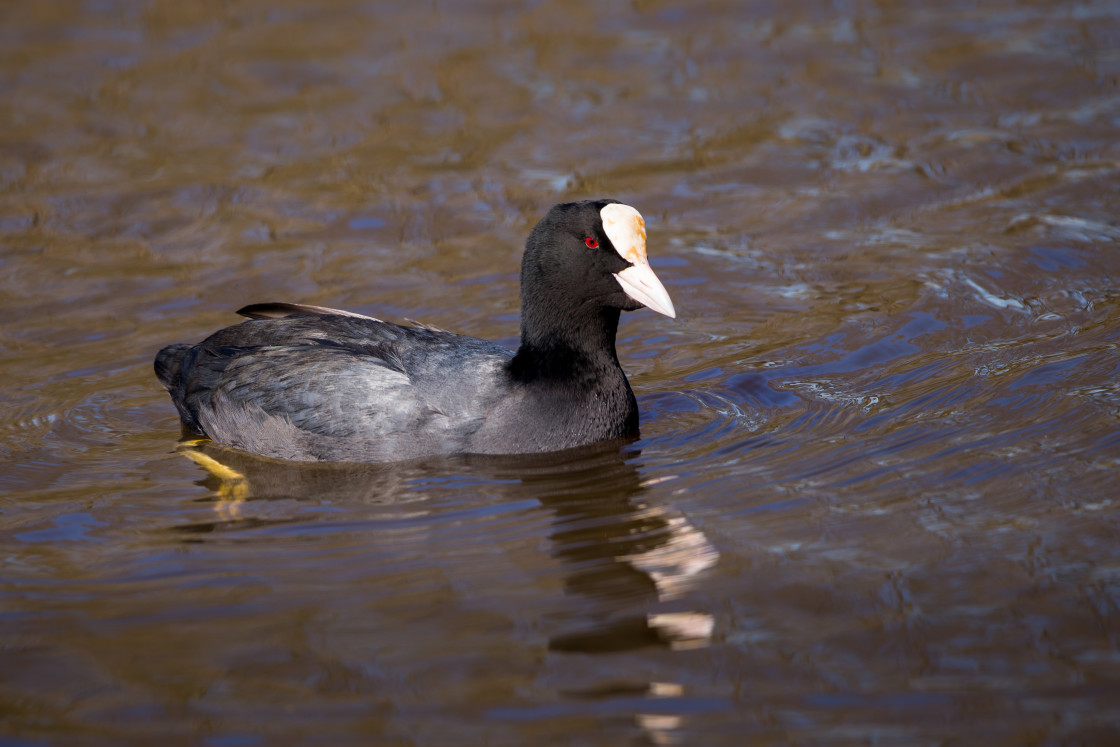 "Coot" stock image