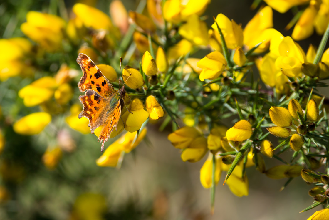 "Comma Butterfly" stock image