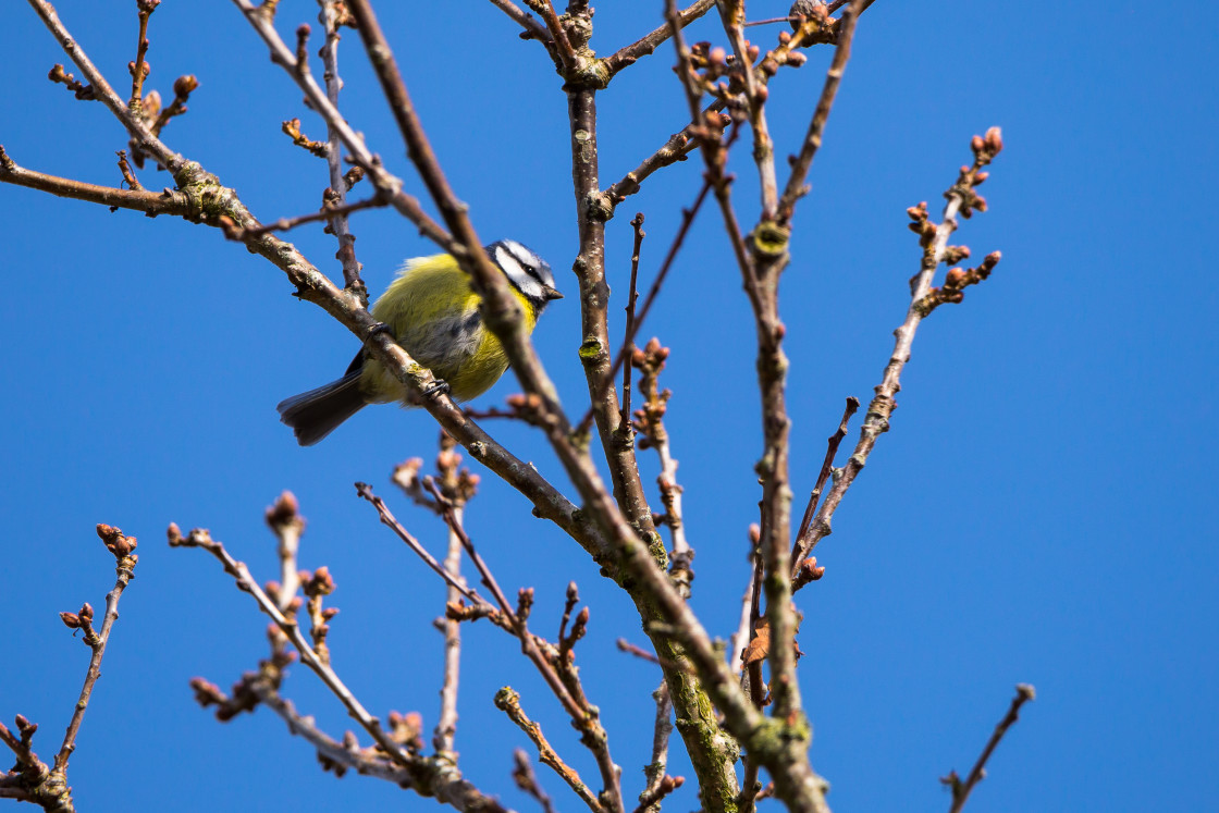 "Blue Tit" stock image