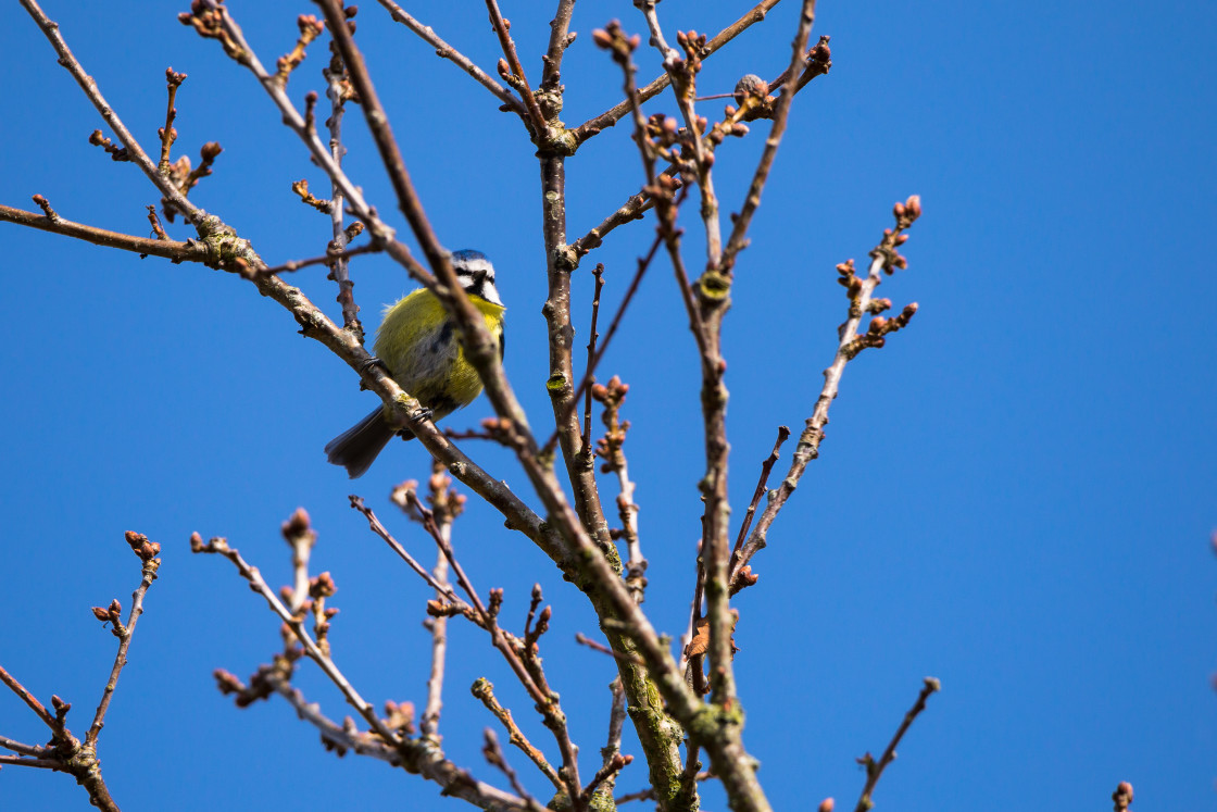 "Blue Tit" stock image