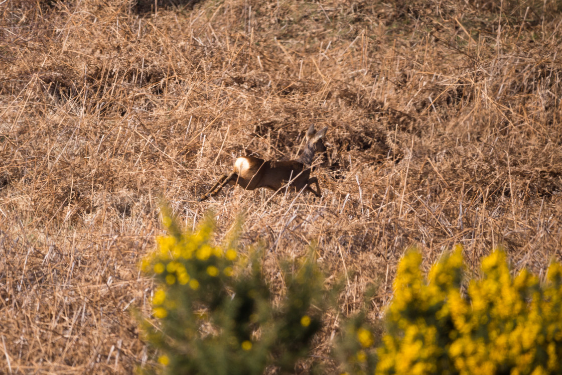 "Roe Deer Sprint" stock image