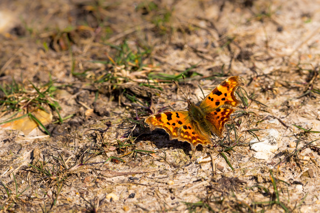 "Comma Butterfly" by Gordon England - $12.57 "Comma Butterfly" stock image