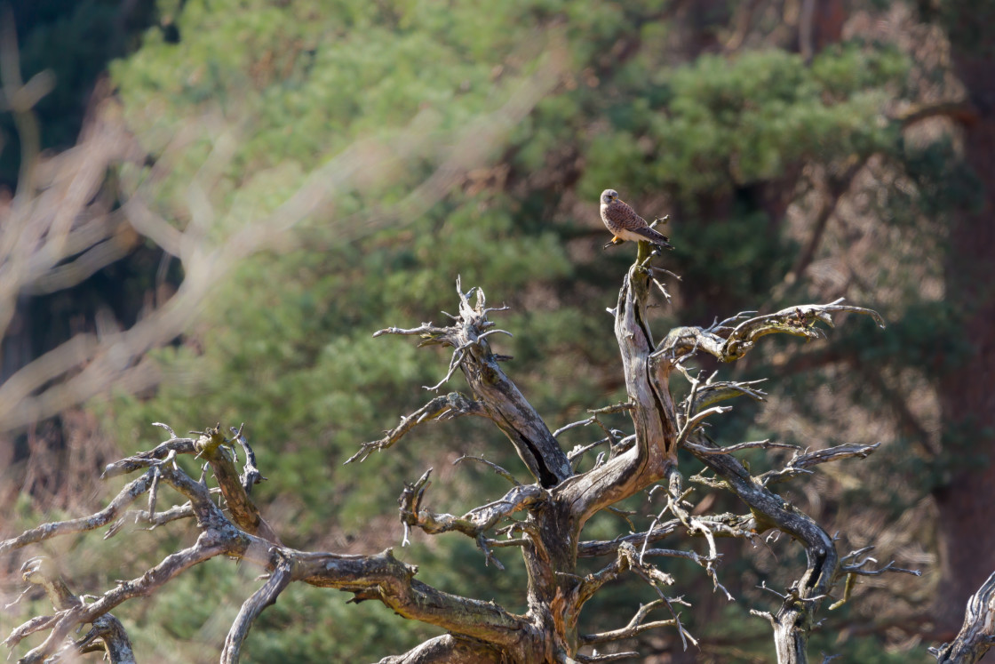 "Kestrel Perched on Dead Tree" stock image