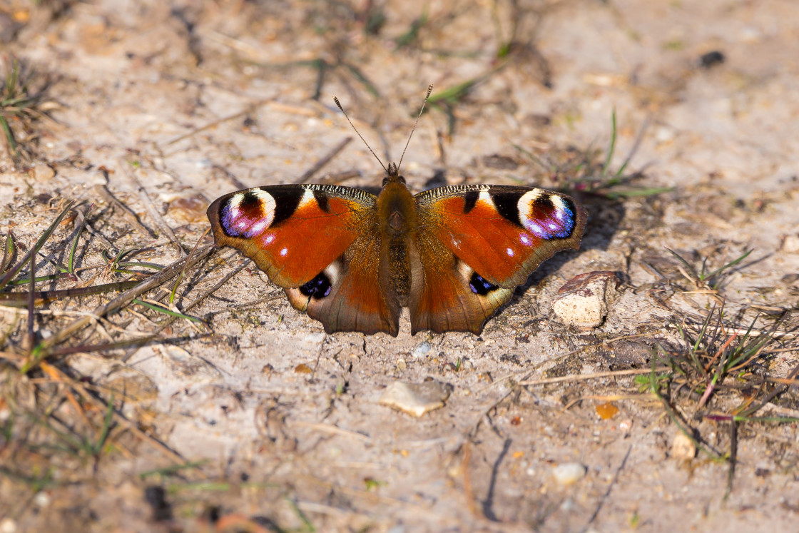 "Peacock Butterfly" by Gordon England - $12.65 "Peacock Butterfly" stock image