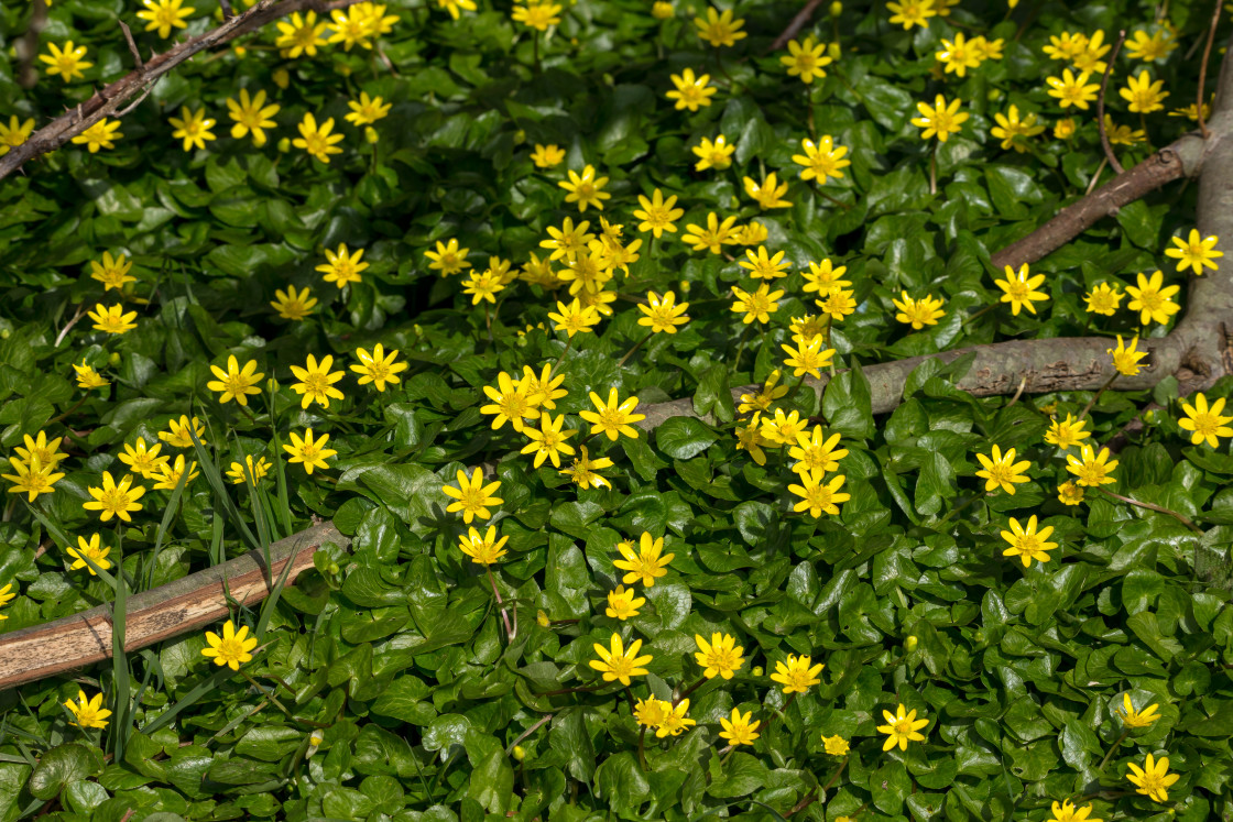 "Lesser Celandine" stock image