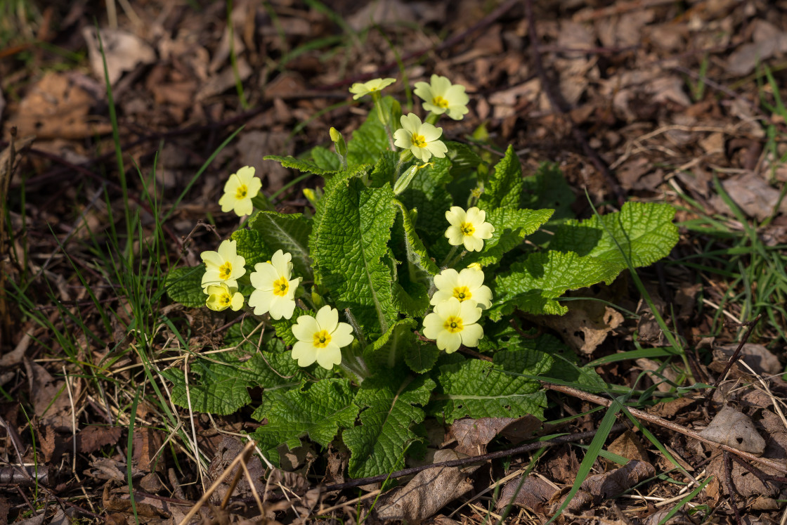 "Primrose Flowers" by Gordon England - $12.71 "Primrose Flowers" stock image