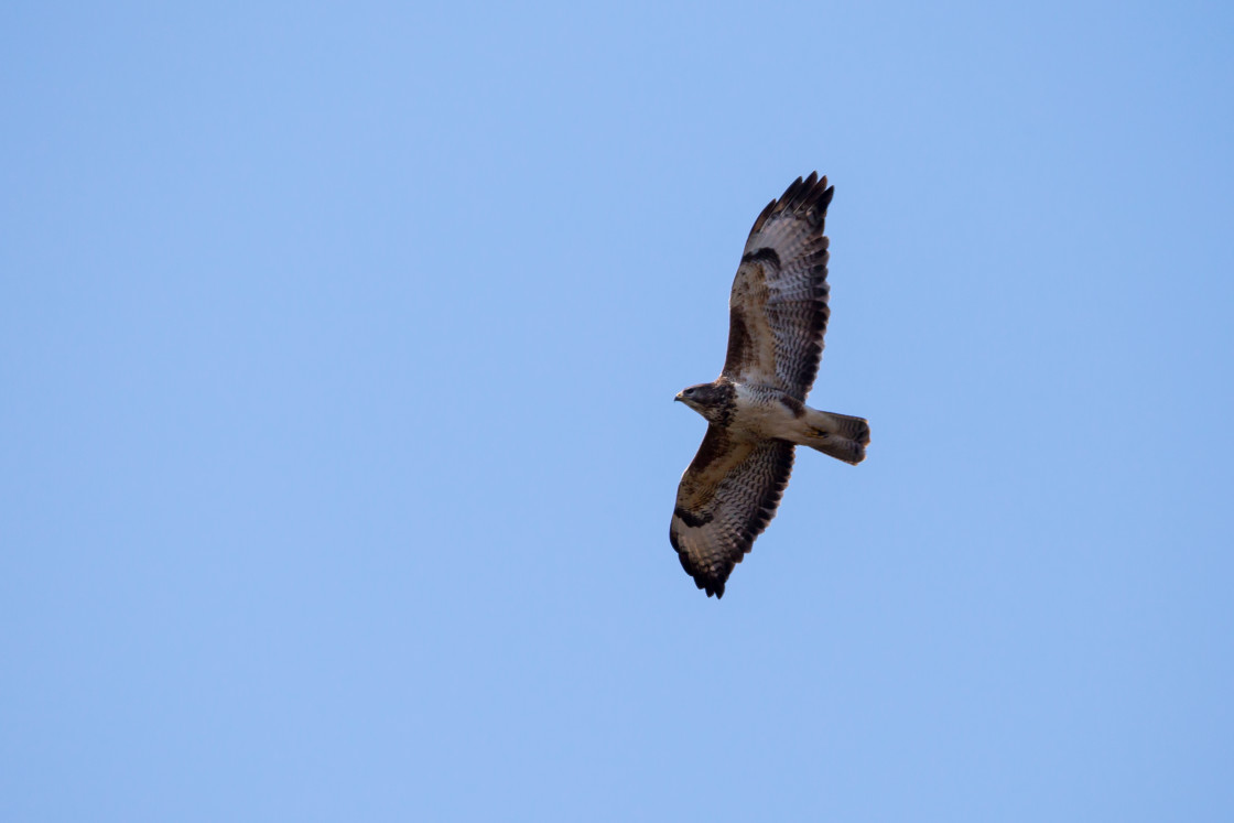 "Buzzard" stock image