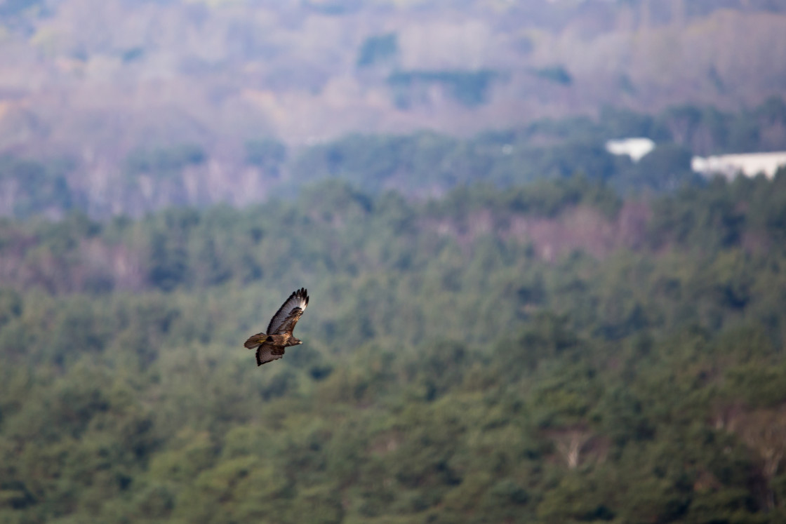 "Buzzard in flight" stock image