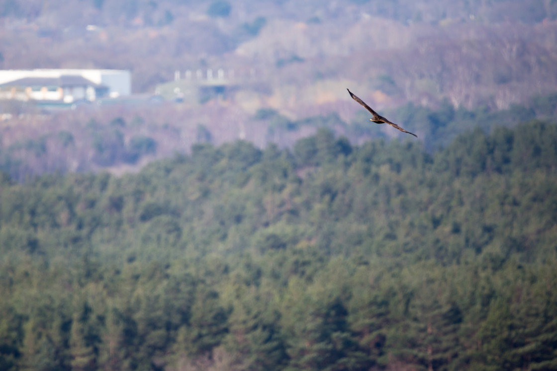 "Buzzard in flight" stock image