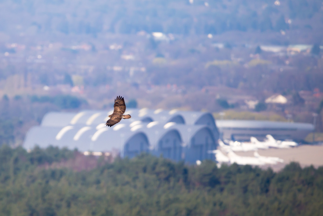 "Buzzard" stock image