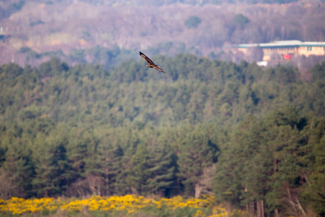 "Buzzard in flight" stock image