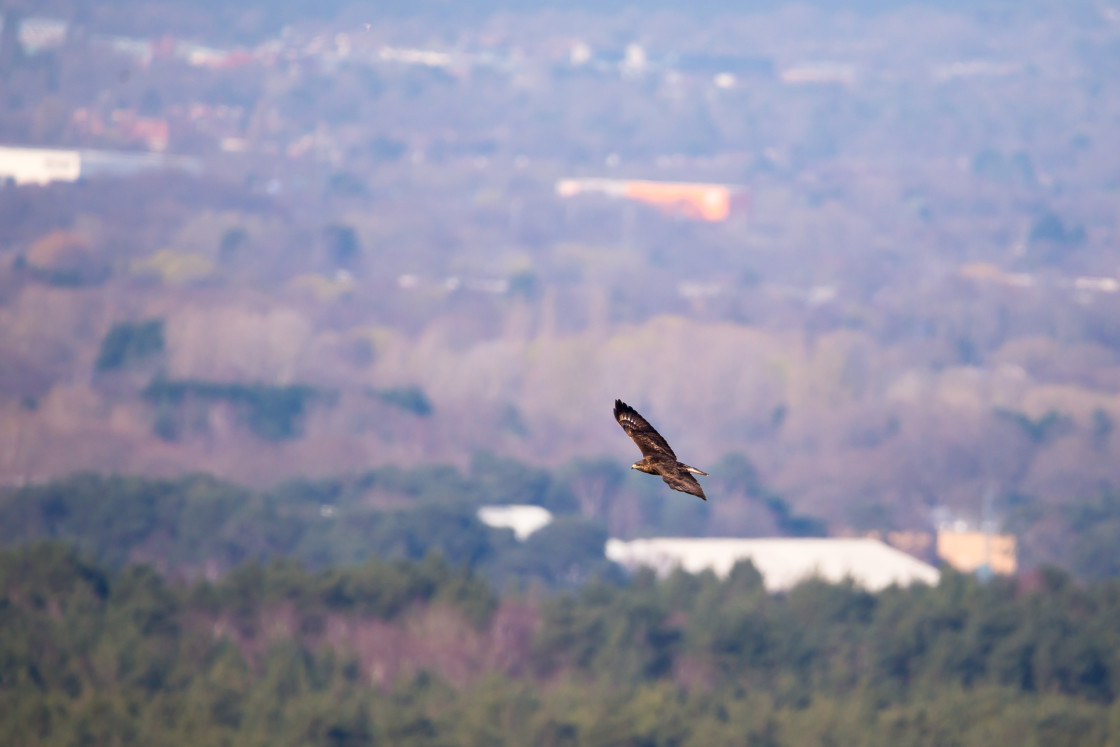 "Buzzard in flight" stock image