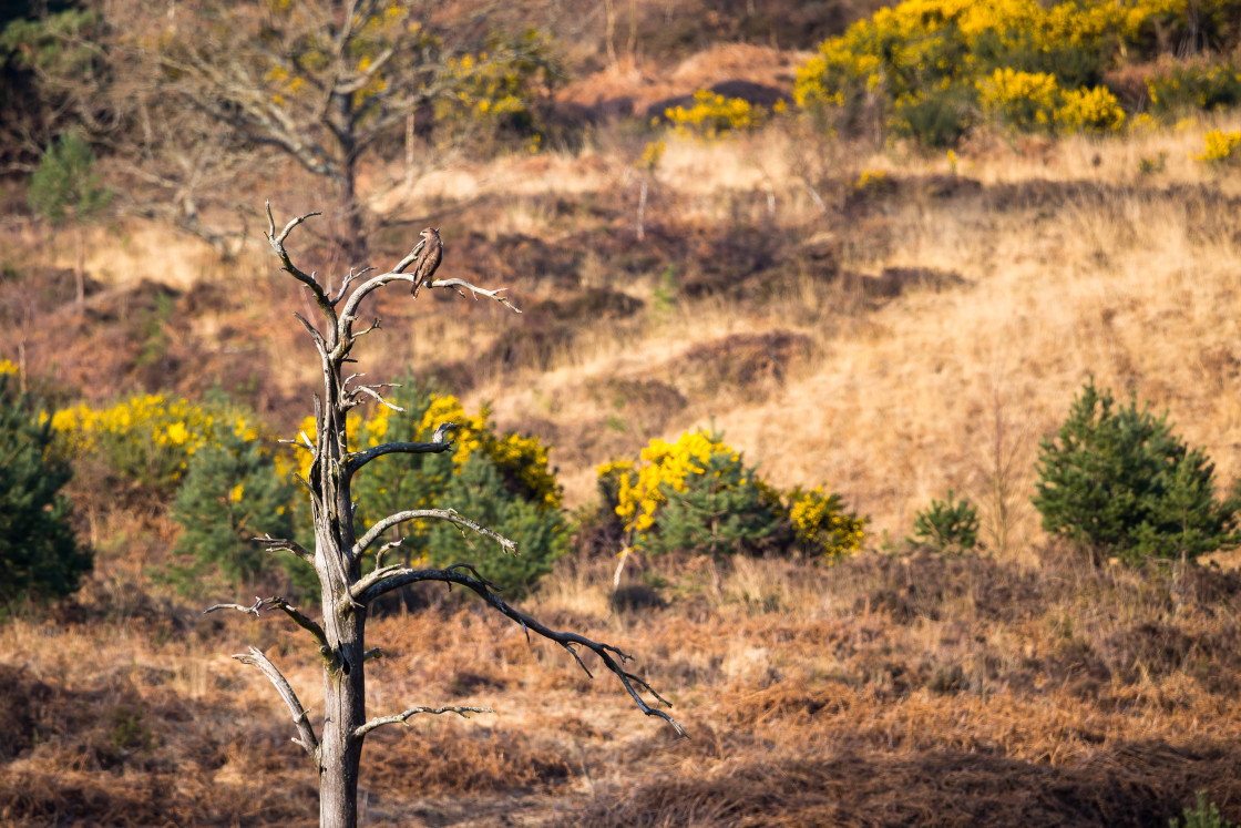 "Buzzard Perched on Dead Tree" stock image