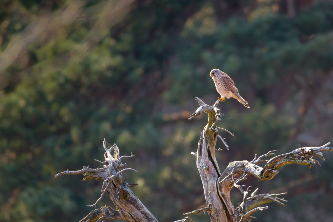 "Kestrel Perched on Dead Tree" stock image