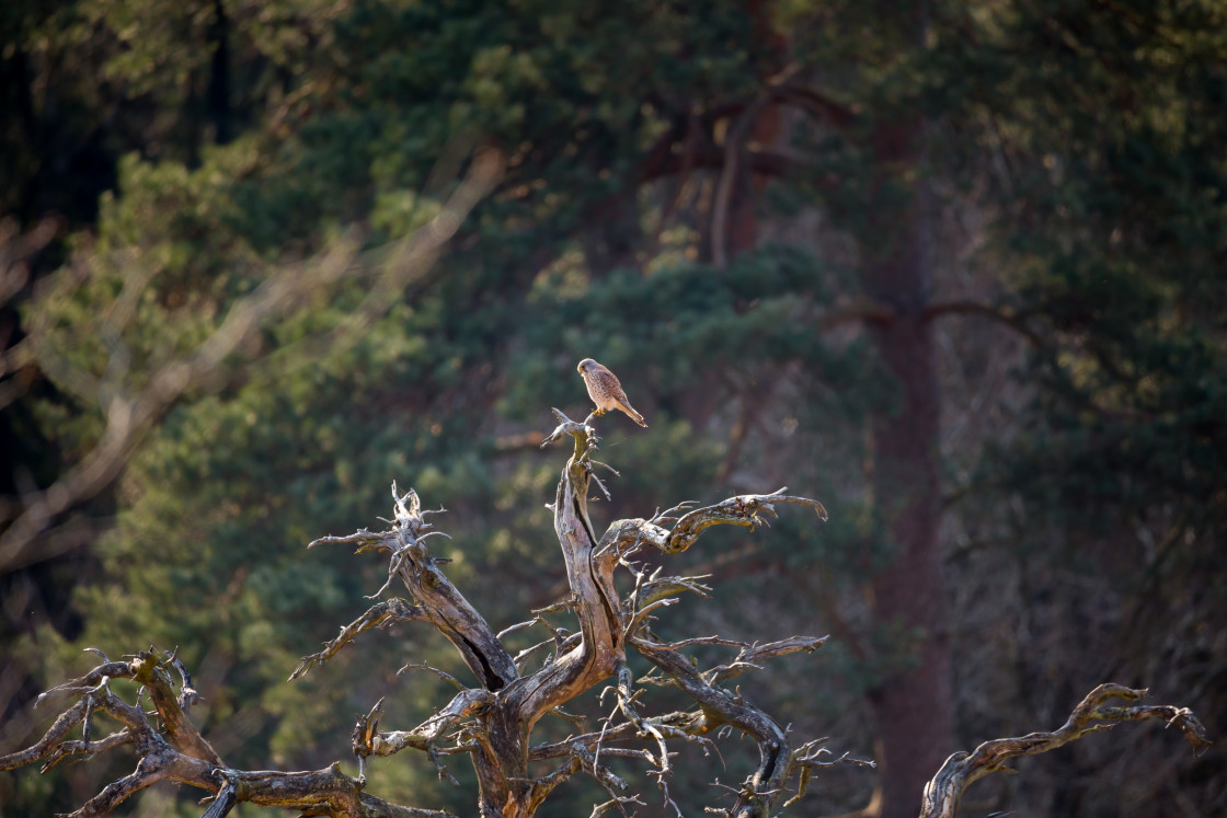 "Kestrel Perched on Dead Tree" stock image