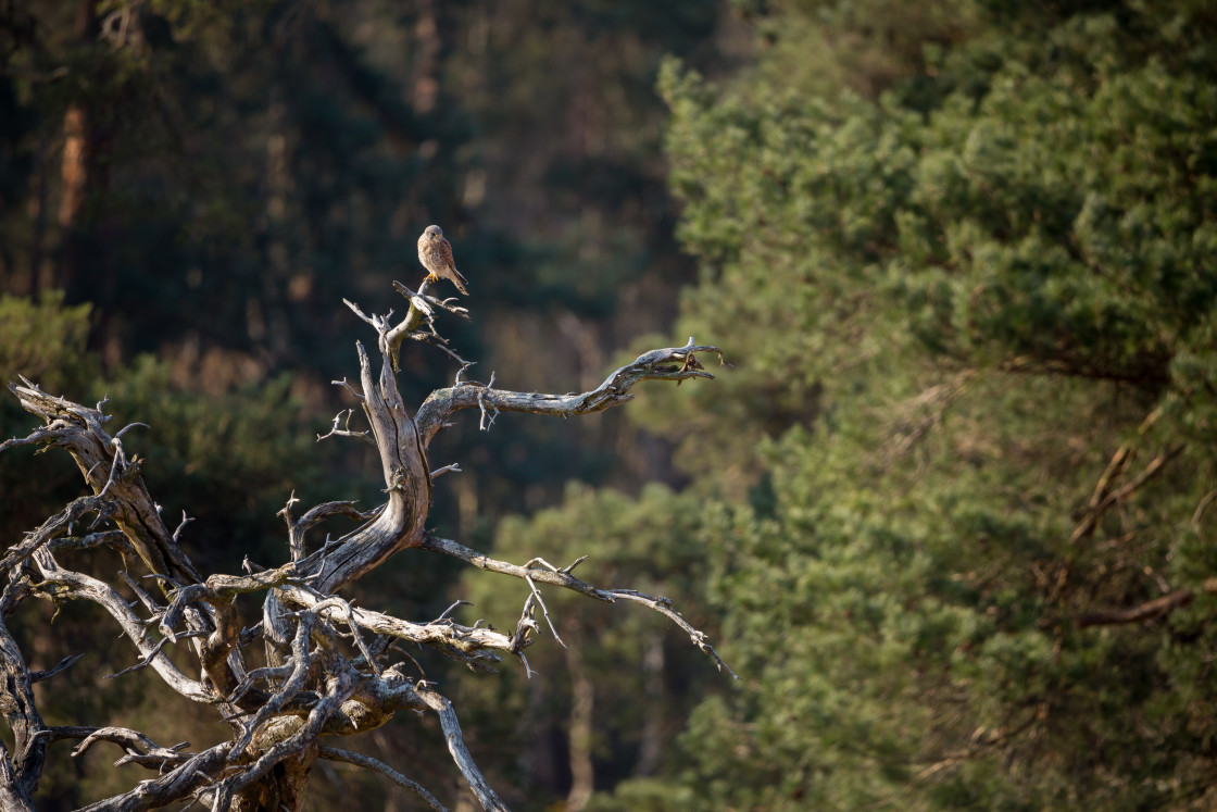 "Kestrel Perched on Dead Tree" stock image