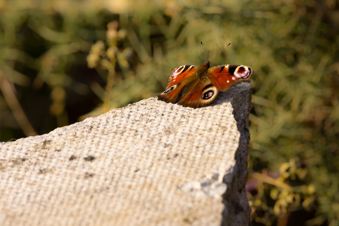 "Peacock Butterfly" stock image