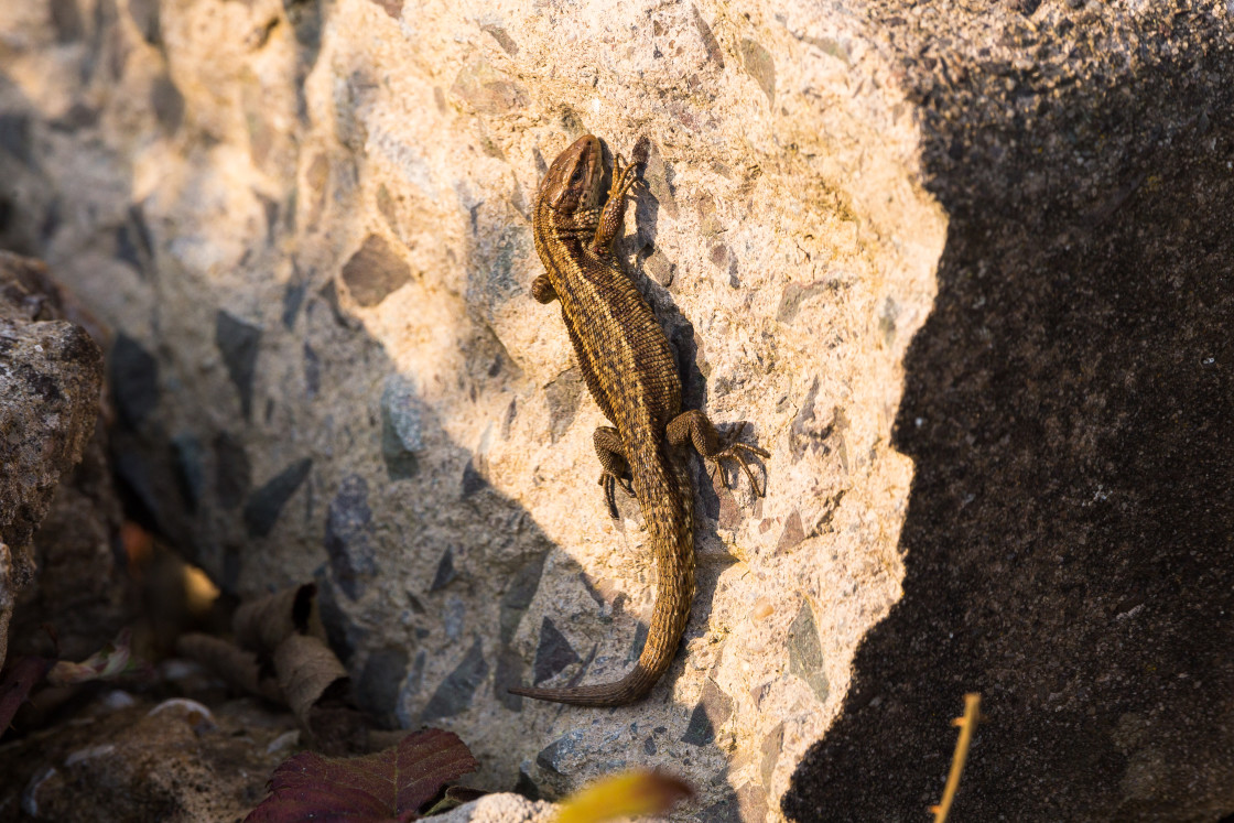 "Lizard" by Gordon England - $12.63 "Lizard" stock image