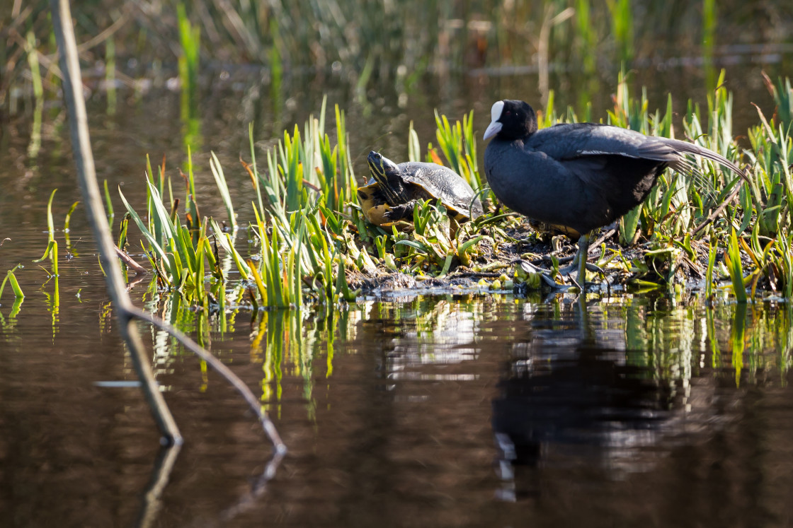 "Terrapins and Coot" stock image