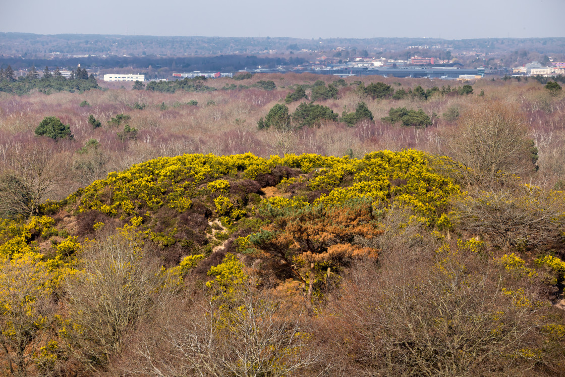 "Gorse Covered Hillock" stock image