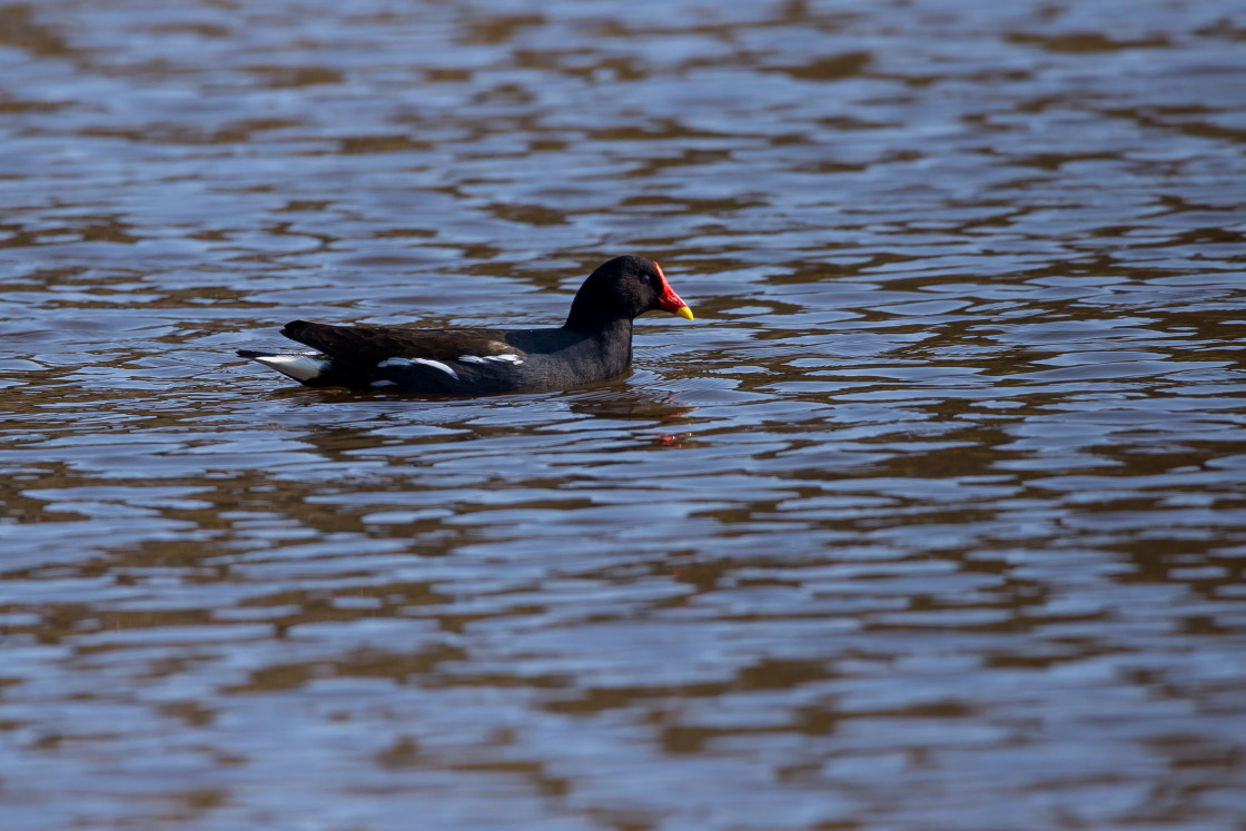 "Moorhen" by Gordon England - $12.57 "Moorhen" stock image
