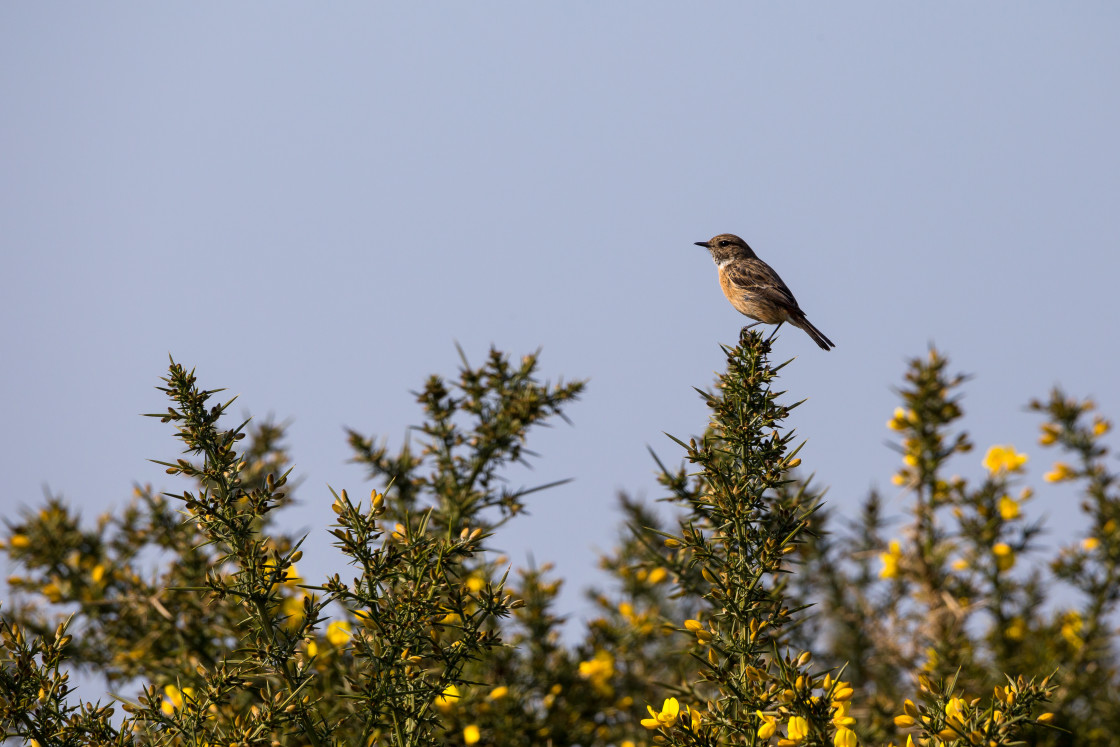 "Female Stonechat" stock image