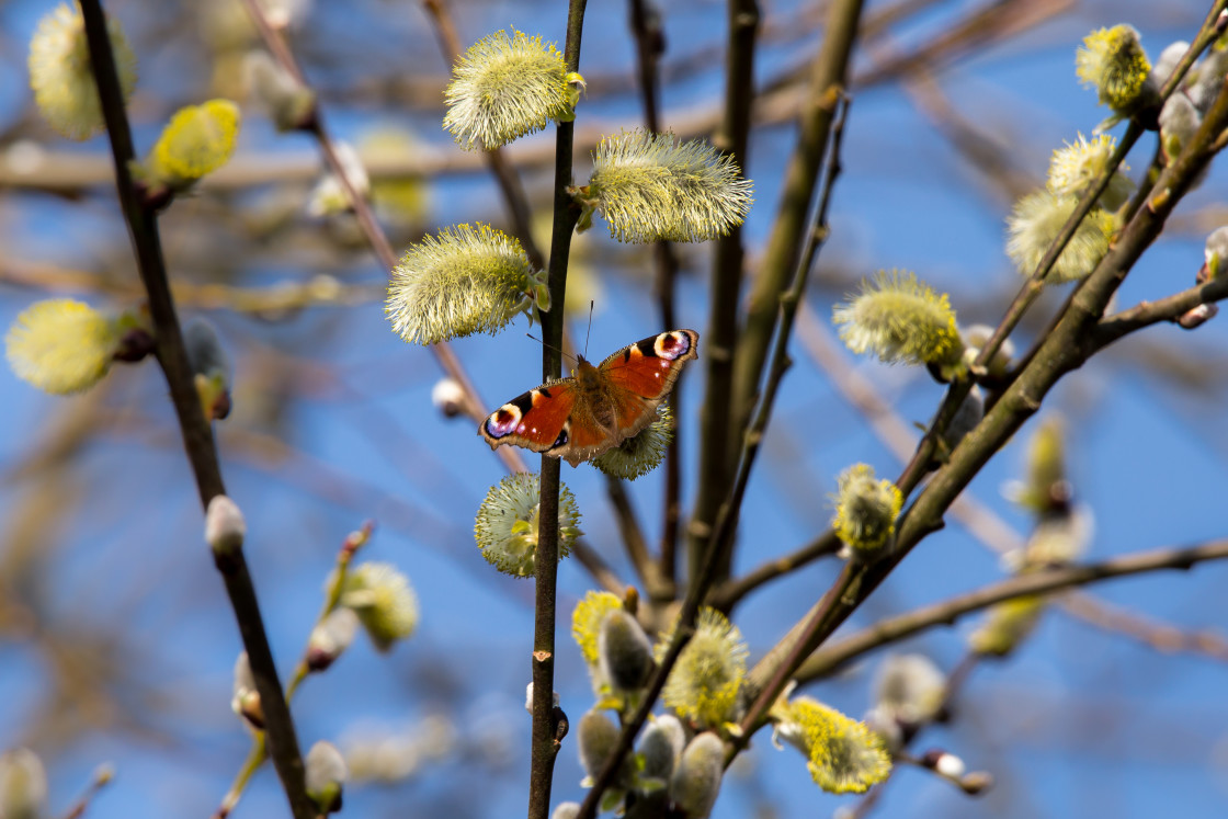 "Peacock Butterfly on Catkins" stock image