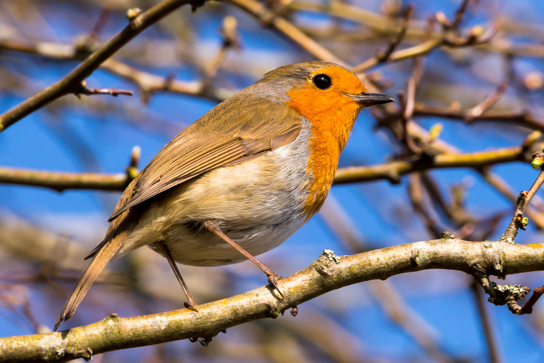 "Robin Bird" stock image