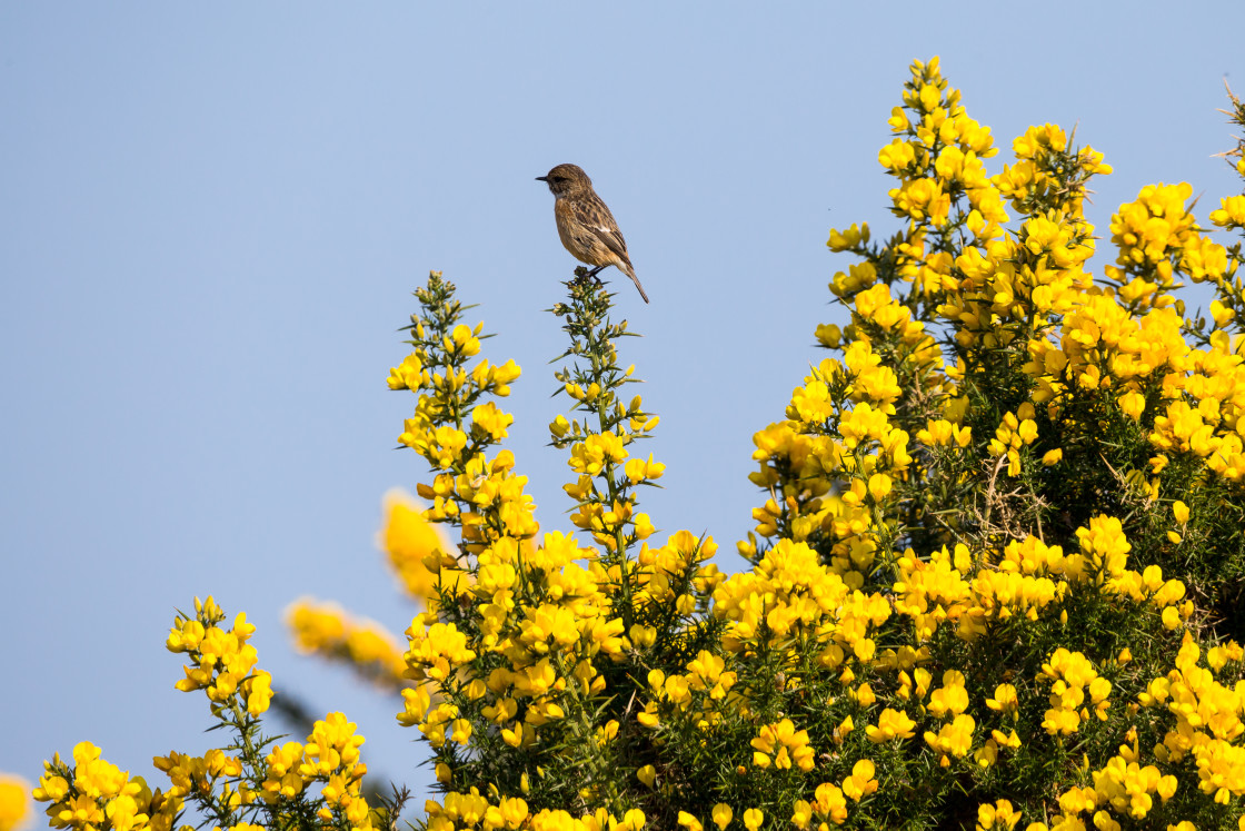 "Stonechat on Gorse Flowers" stock image