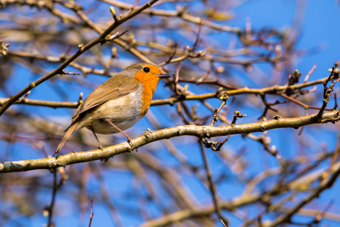 "Robin Bird" stock image