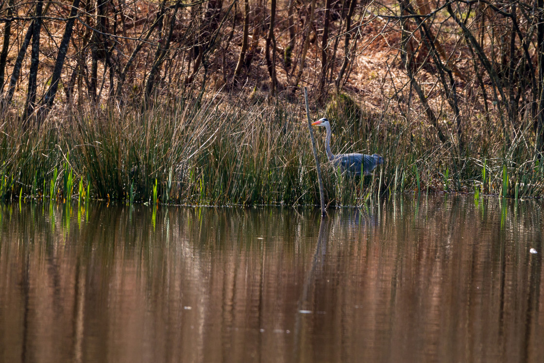 "Grey Heron" stock image