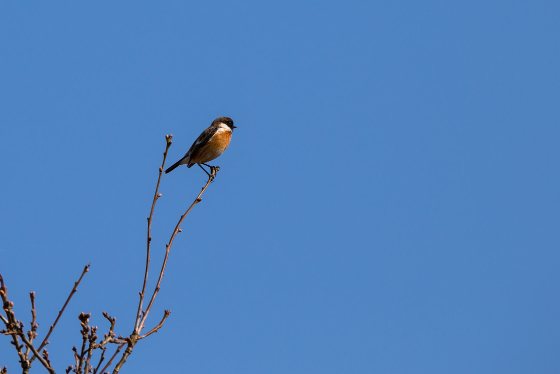 "Stonechat Male Bird" stock image