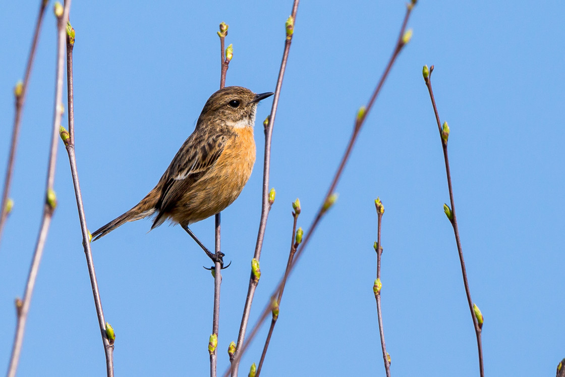 "Stonechat Female Bird" stock image