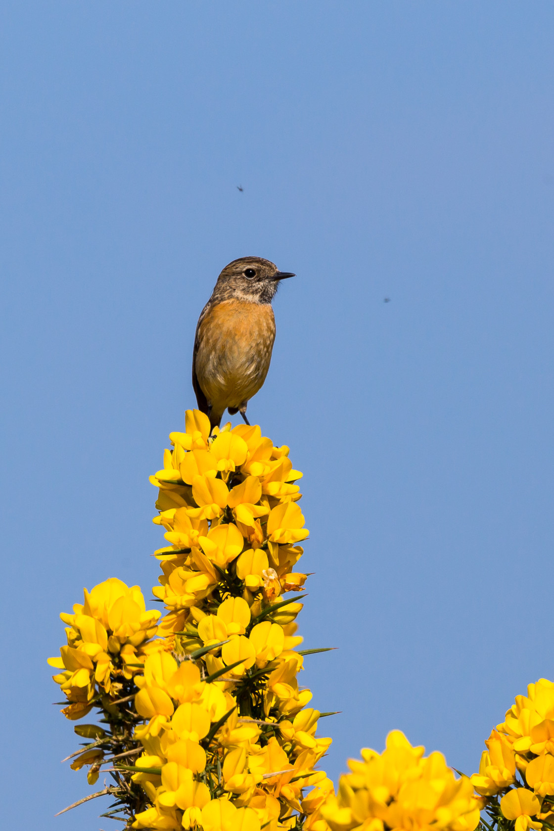 "Stonechat on Gorse Flowers" stock image