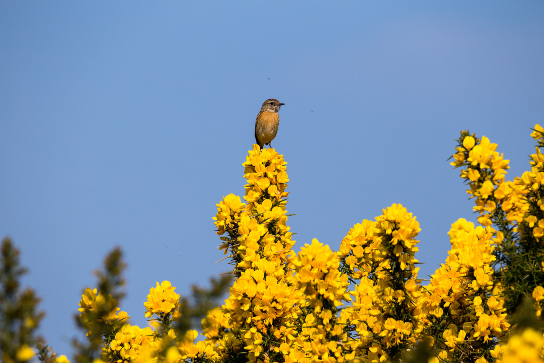 "Stonechat on Gorse Flowers" stock image