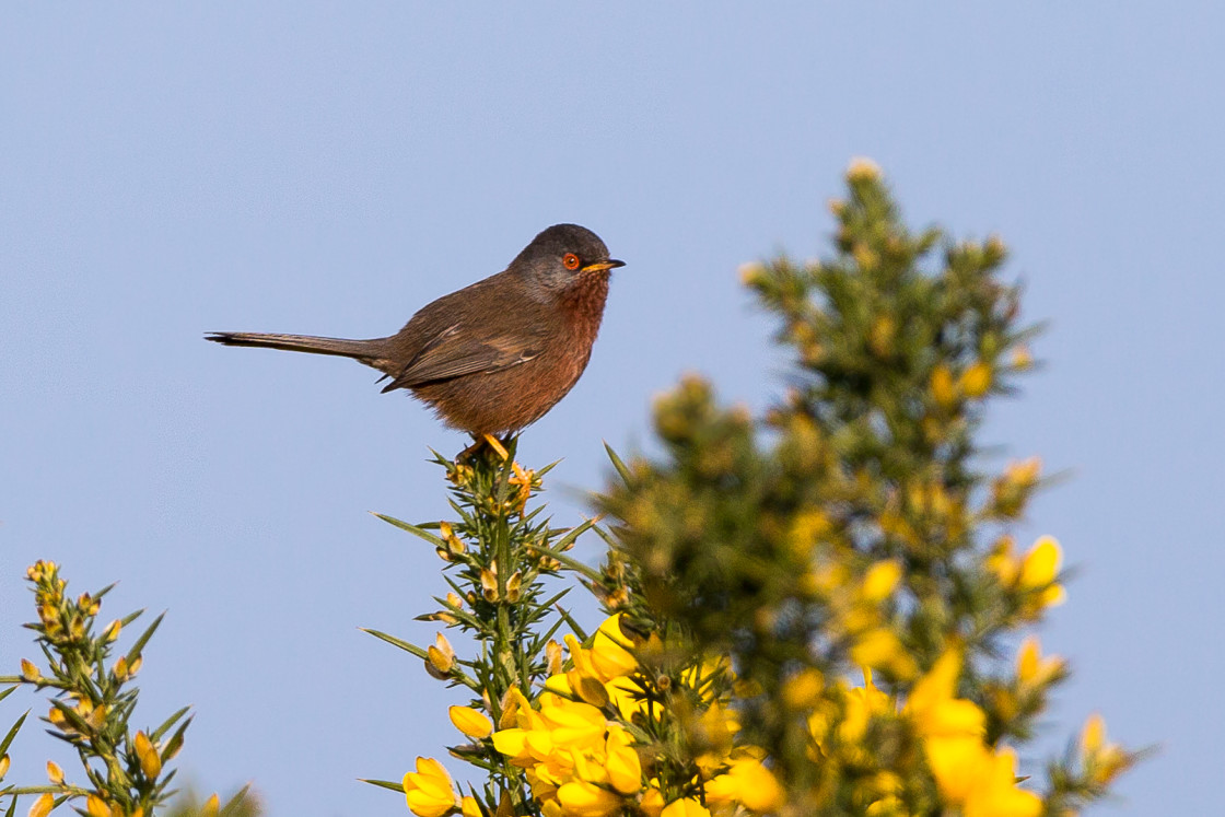 "Dartford Warbler" stock image