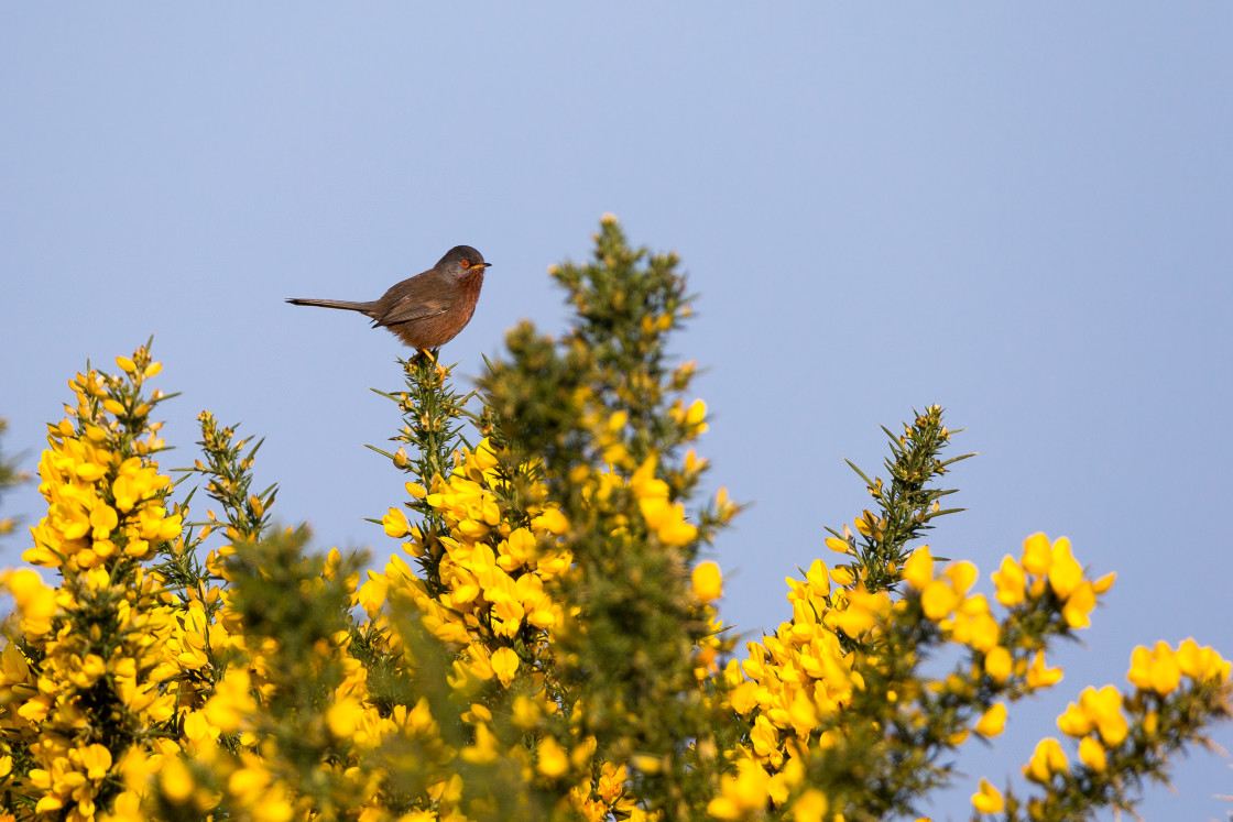 "Dartford Warbler" stock image