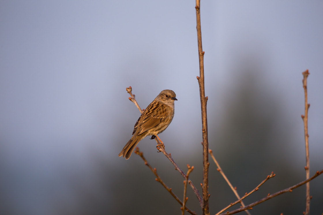 "Dunnock Bird" stock image