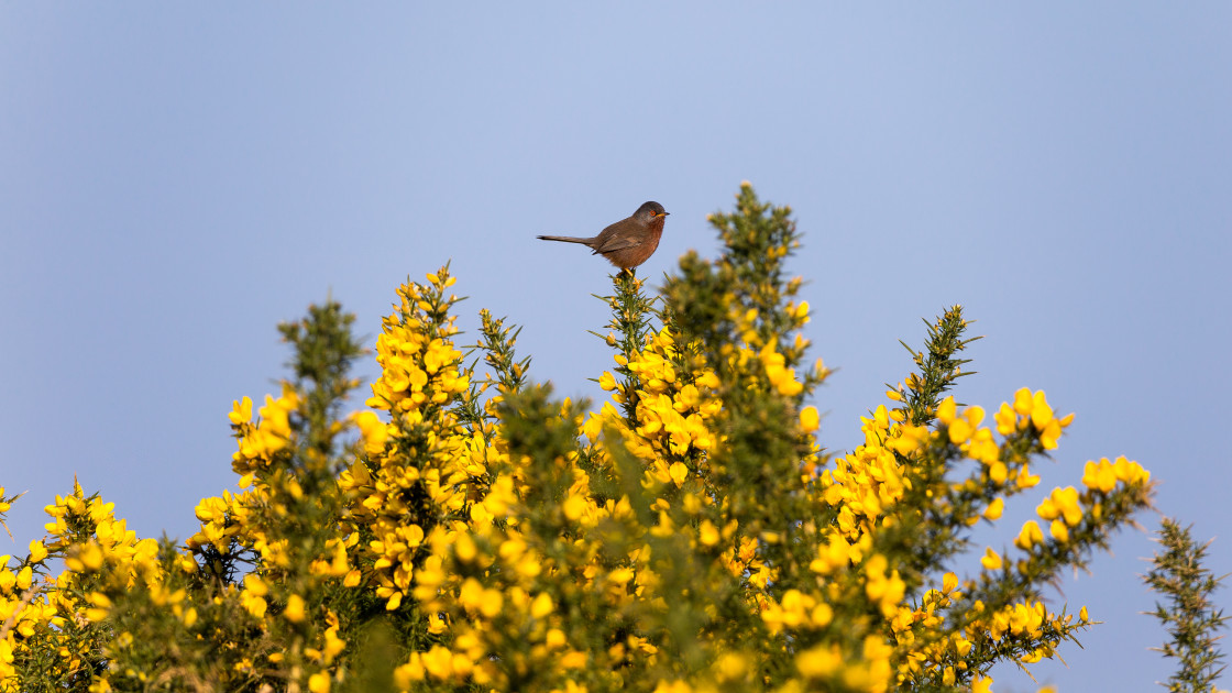 "Dartford Warbler" stock image