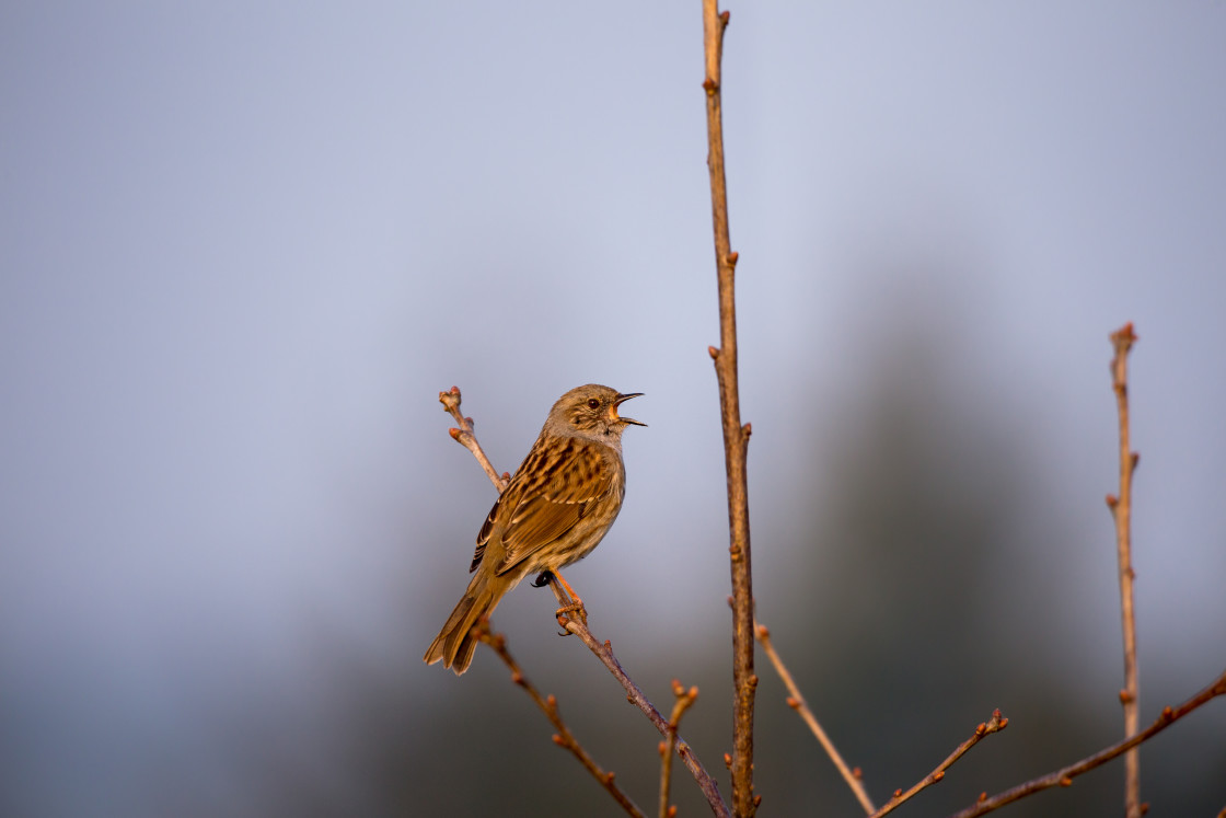 "Dunnock Singing" stock image