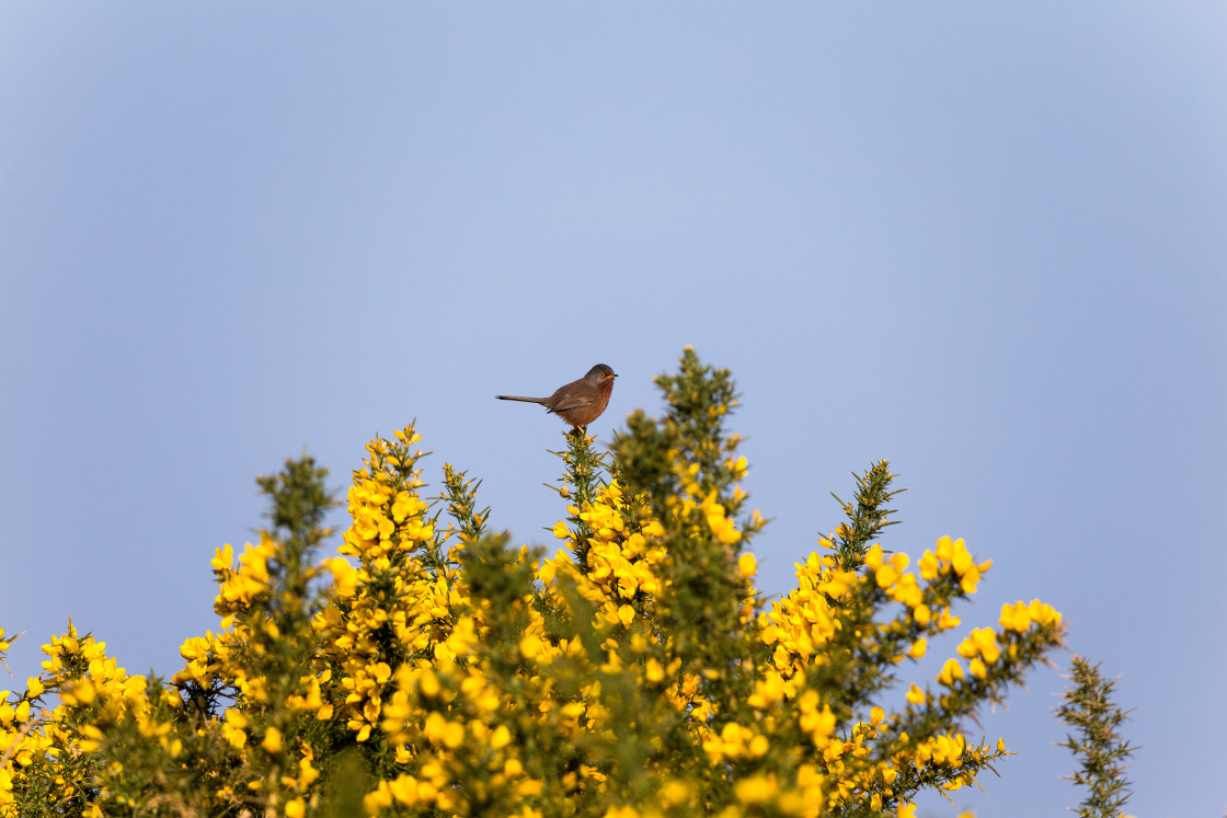 "Dartford Warbler" stock image