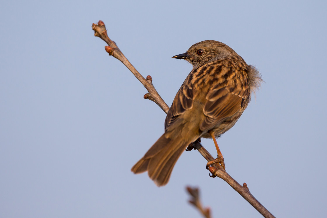 "Dunnock" stock image