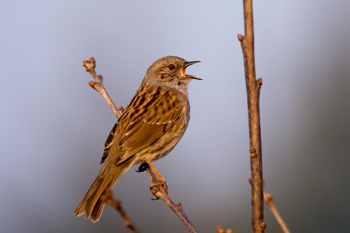 "Dunnock Singing" stock image