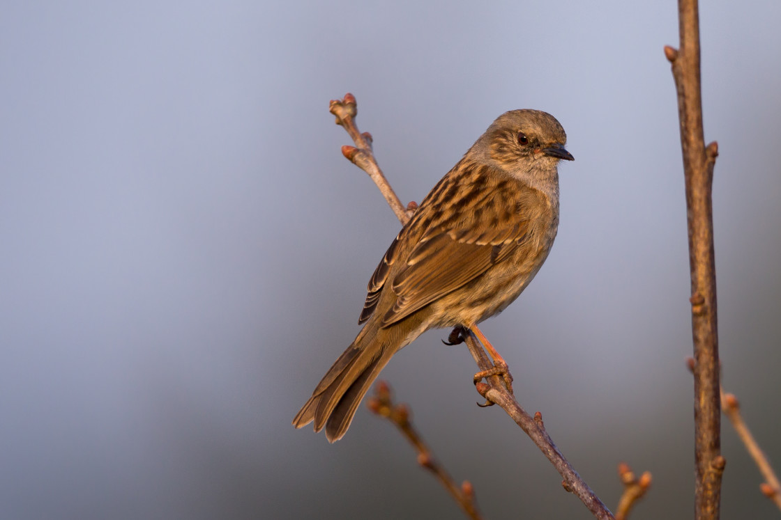 "Dunnock Bird" stock image