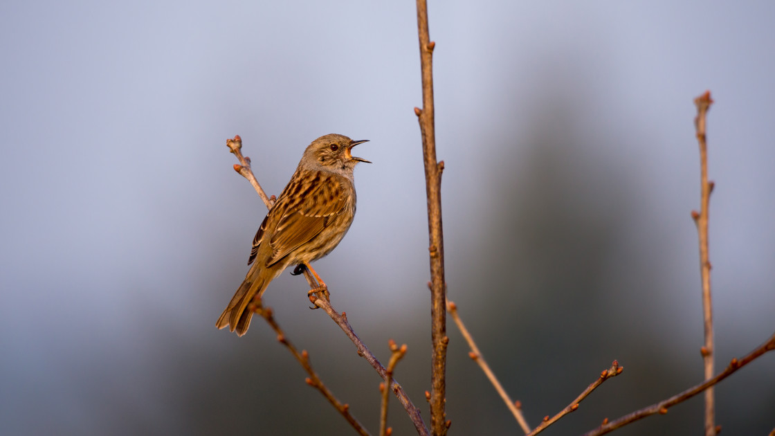 "Dunnock Singing" stock image