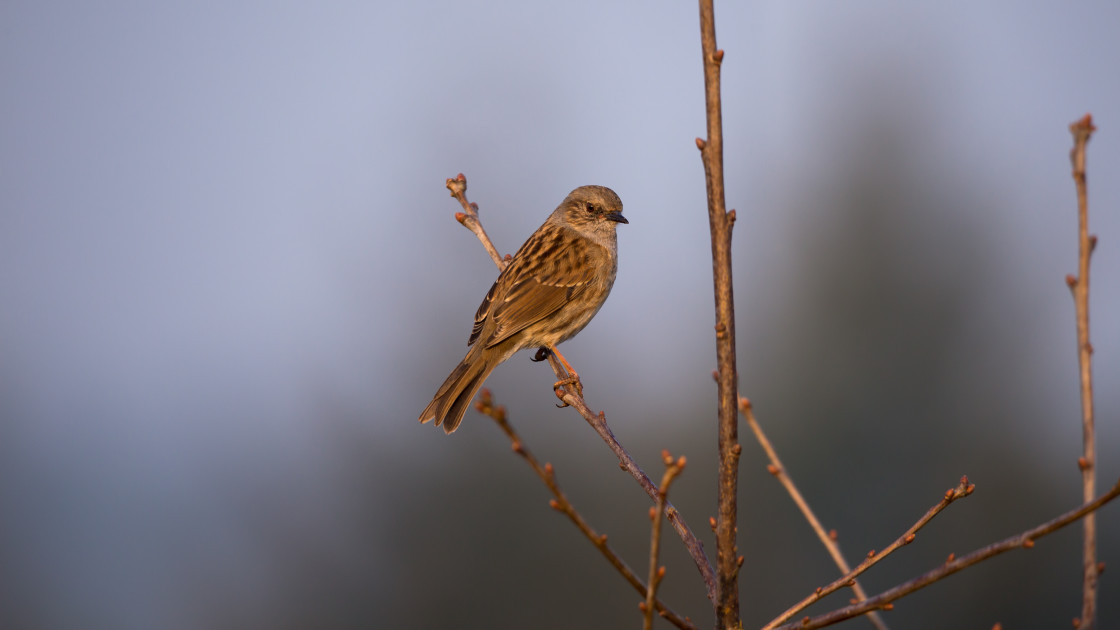 "Dunnock Bird" stock image