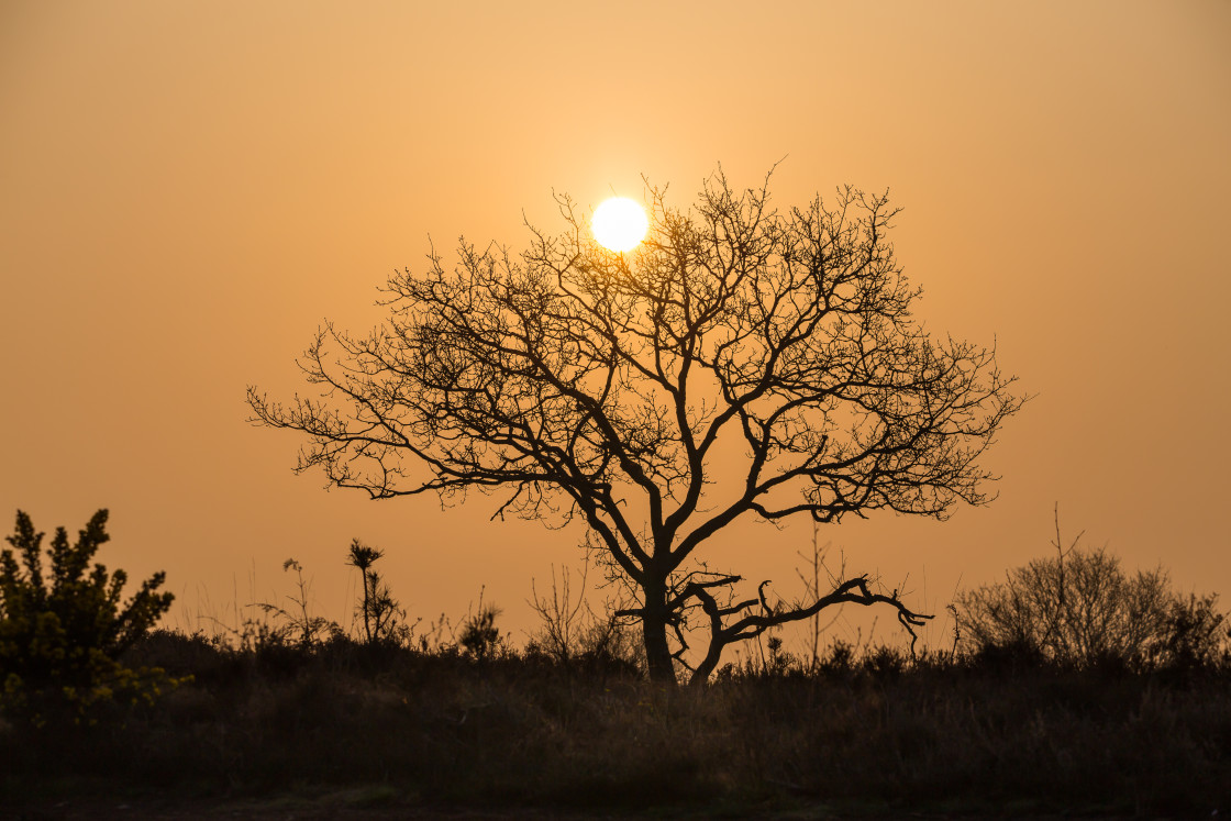 "Misty Morning Sun" stock image