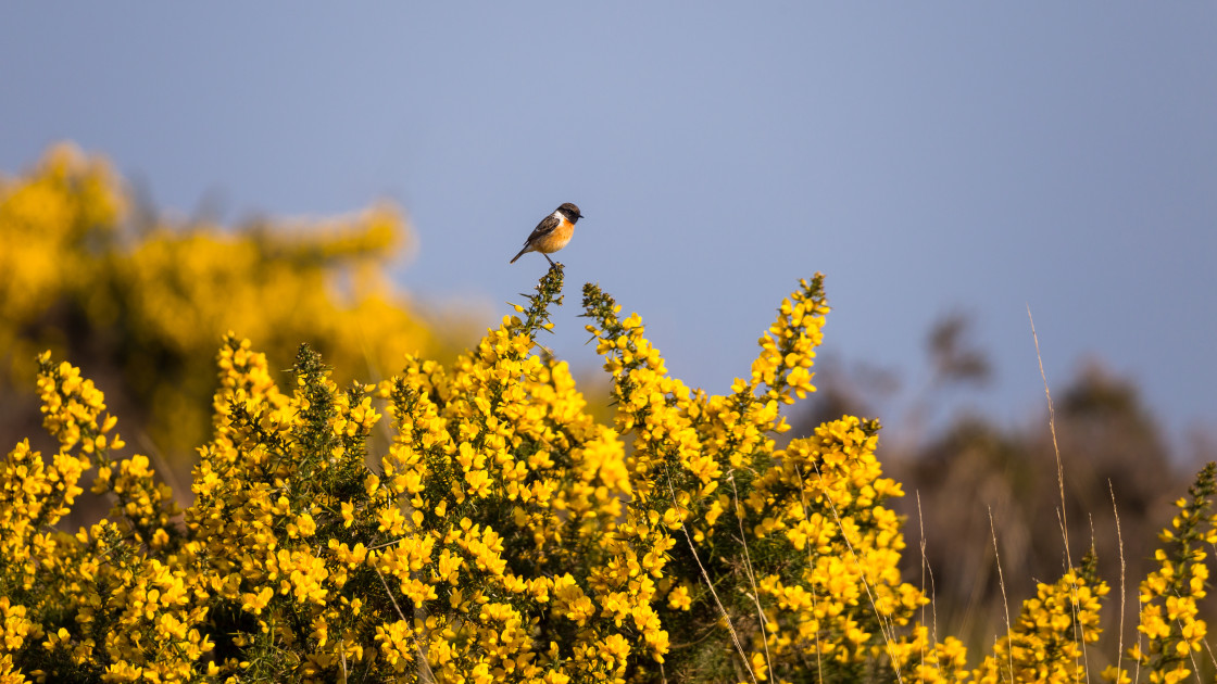 "Male Stonechat on Gorse" stock image