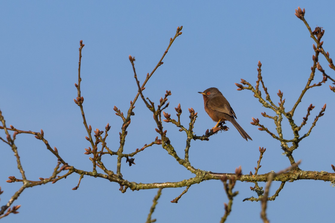 "Dartford Warbler" stock image